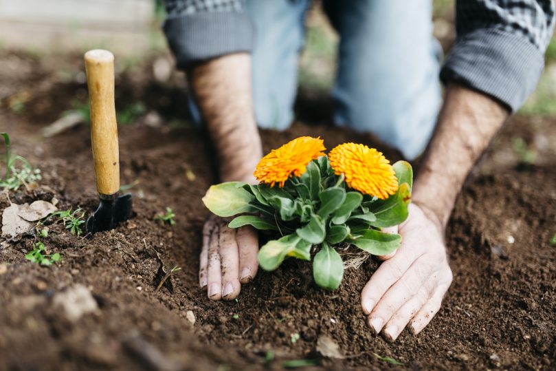6 Springtime Gardening Tips